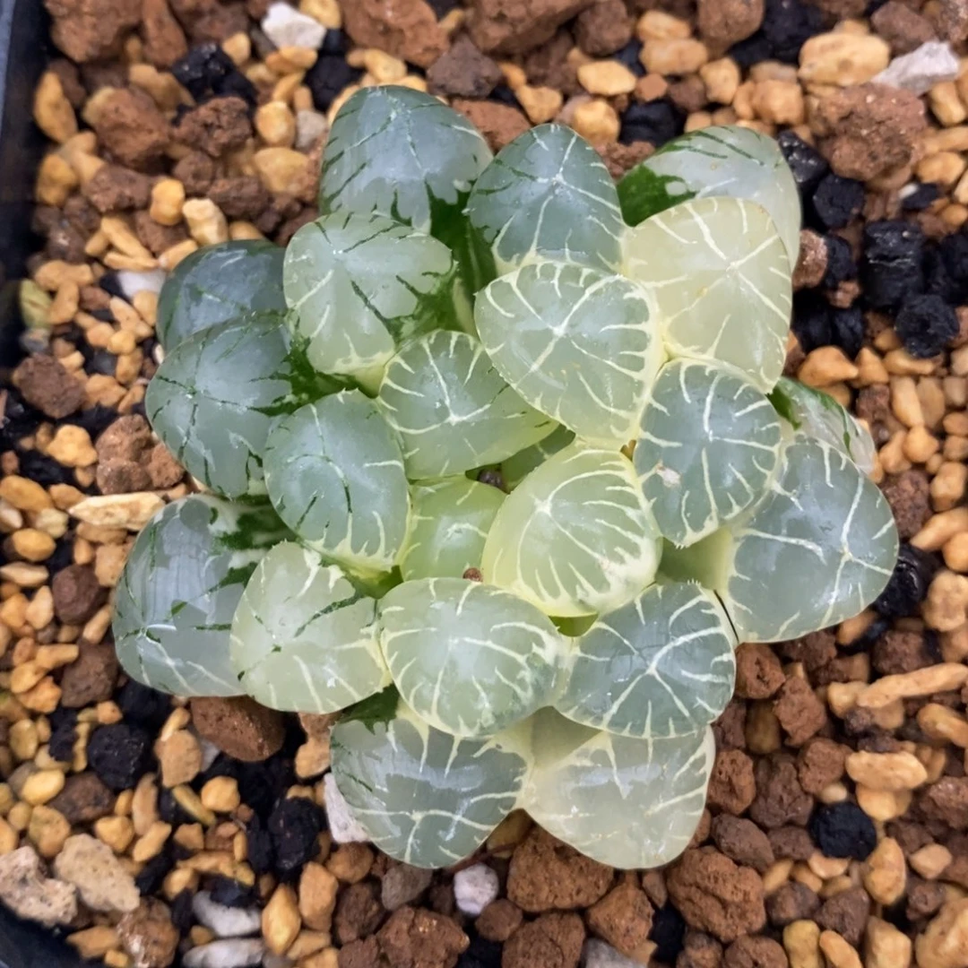 一颗实生糊斑玉露锦。