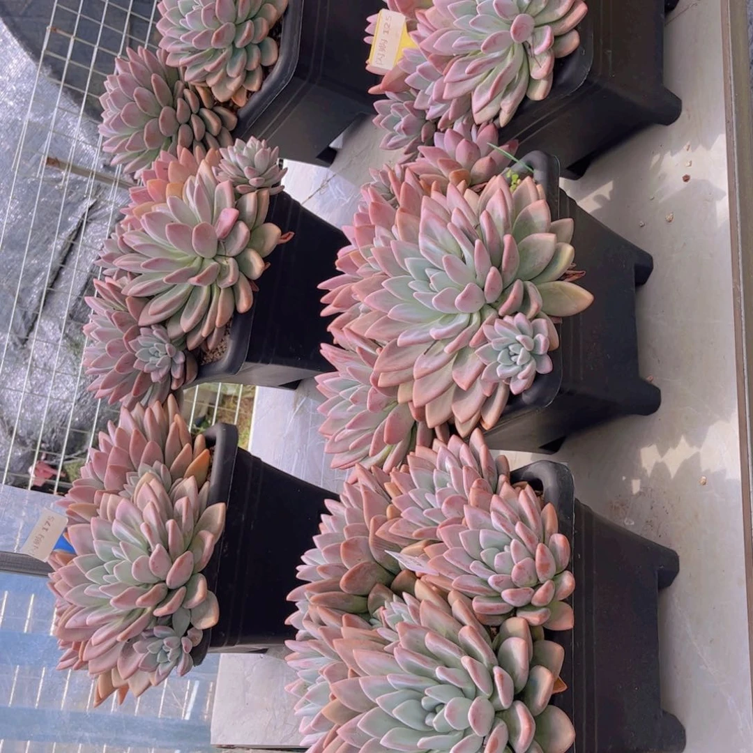福***姐奥普琳娜共9颗一物一拍
