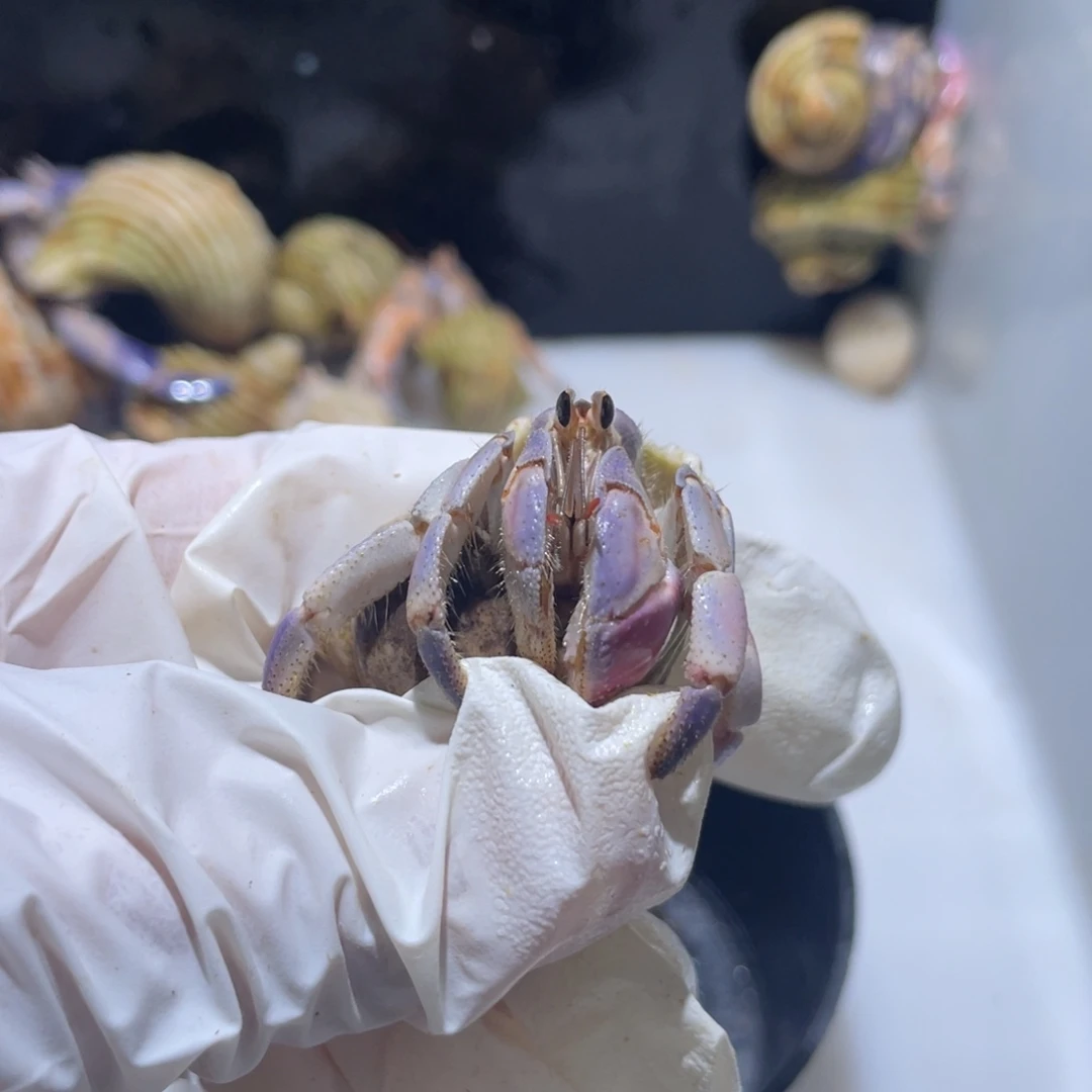 K3 紫专拍紫陆1.8口彩虹色