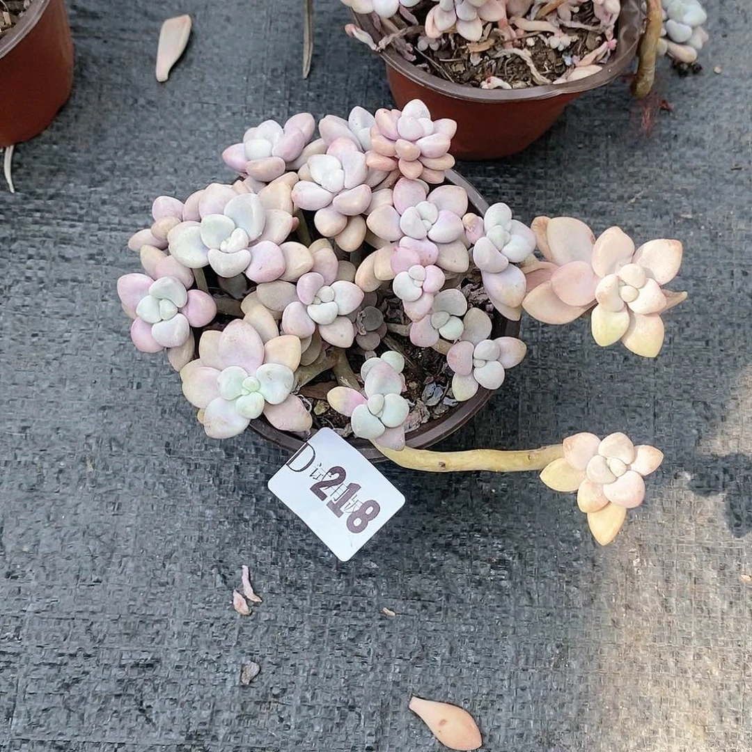 要*肥218艾伦多肉植物