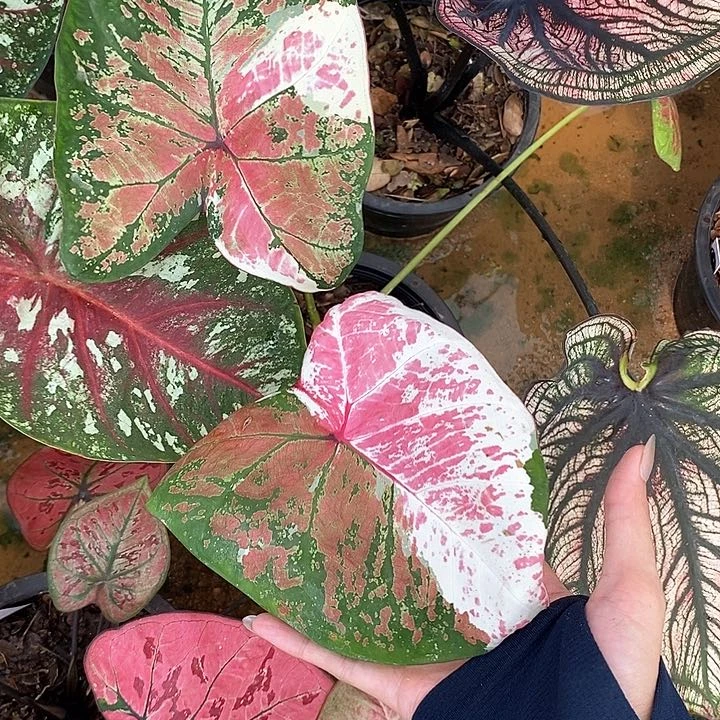 泰国彩叶316-0126