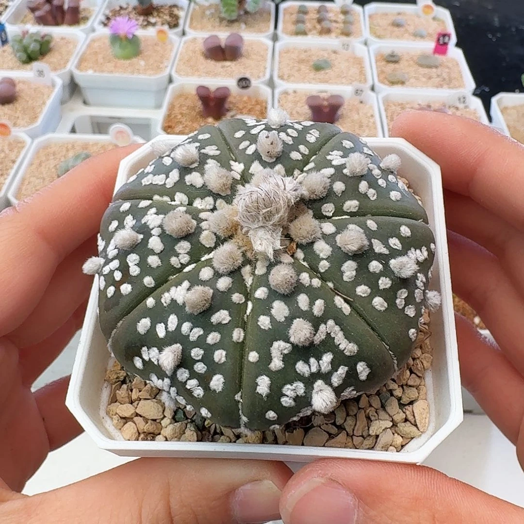 多肉植物福利仙人掌