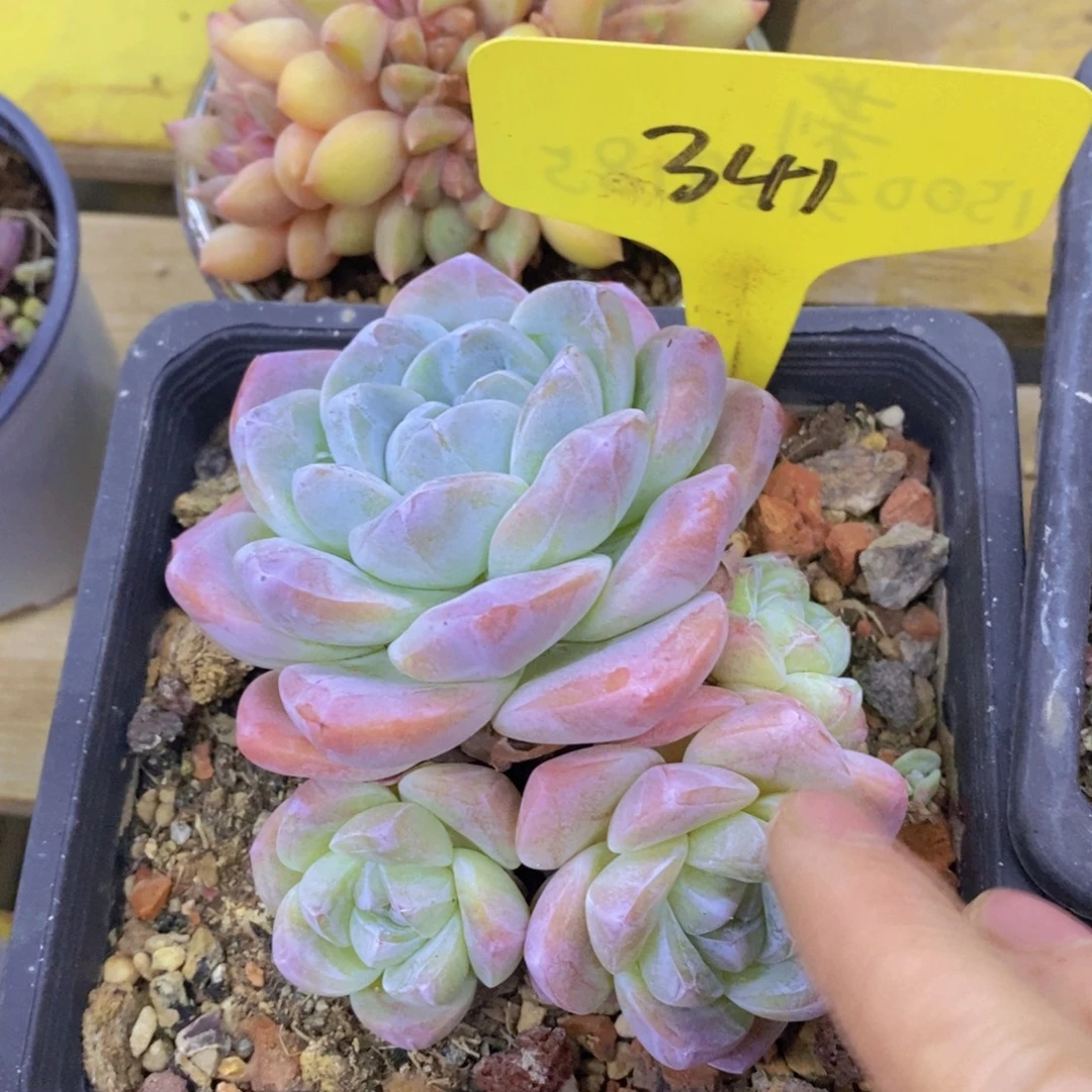 开心多肉破价场，不对比