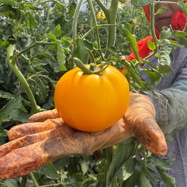 甘肃黄色西红柿黄番茄蔬菜产地现摘现发露天种植自然成熟水果柿子