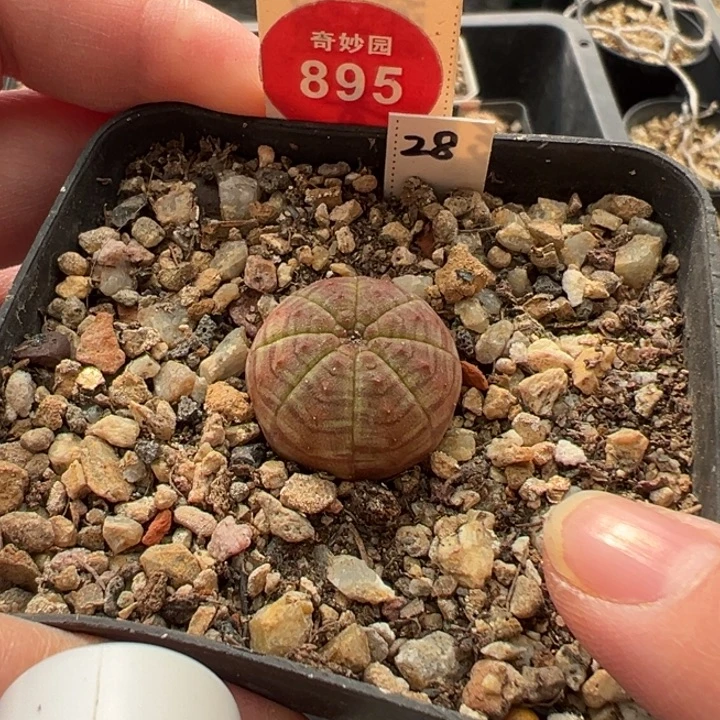 实生白肌神玉红布纹球2.1cm