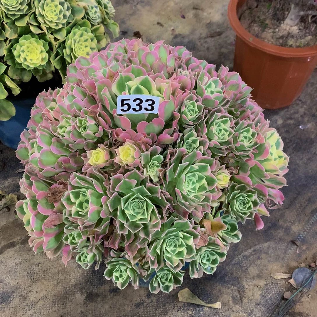 一*?多肉雨花石533.000000