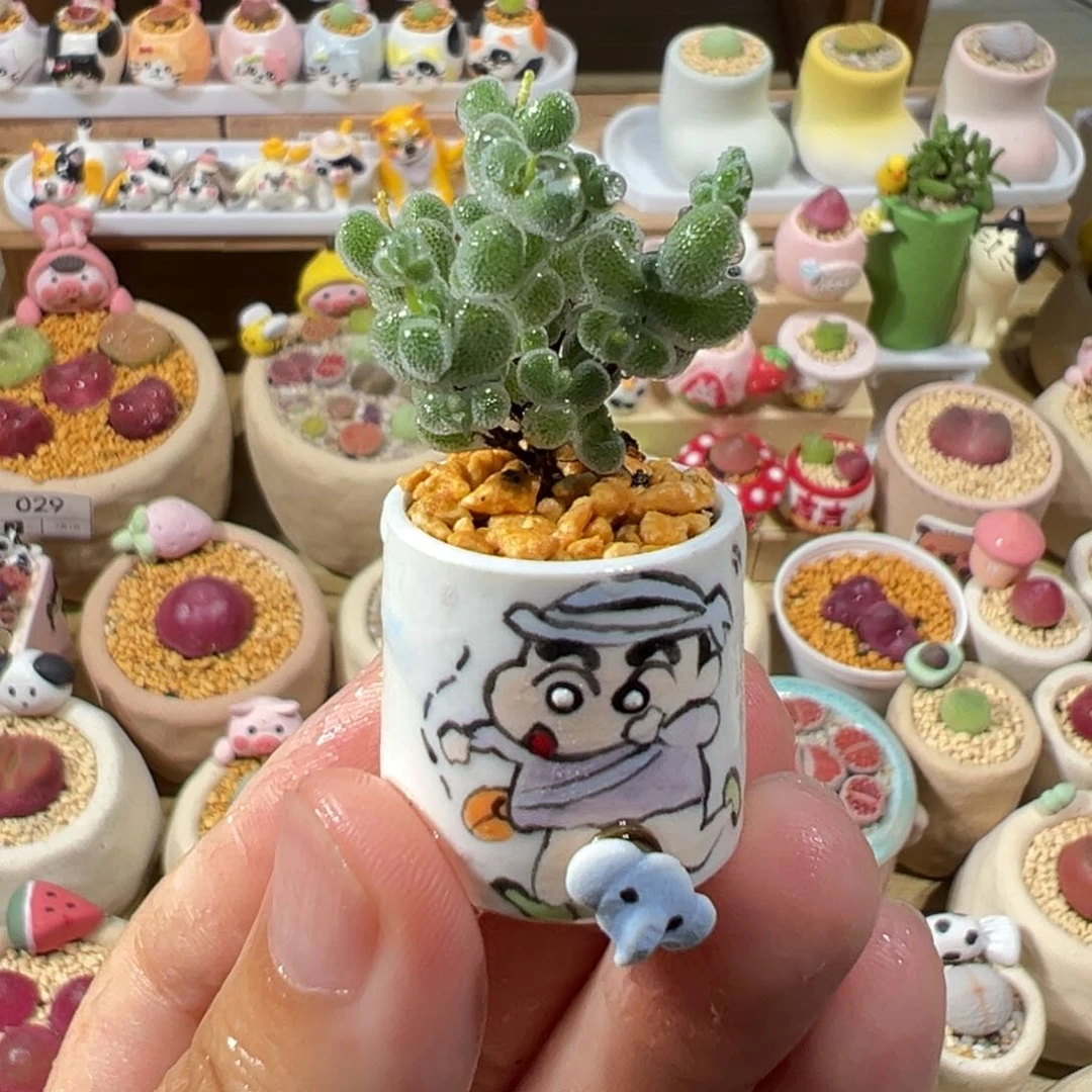 多肉植物30号枝干