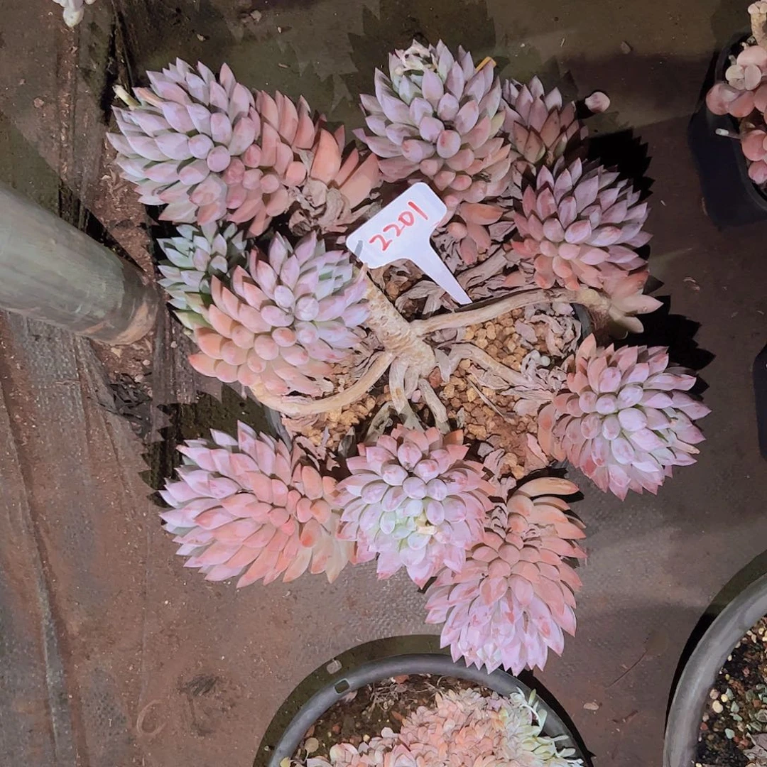 星*谷2201所罗门158。。。。