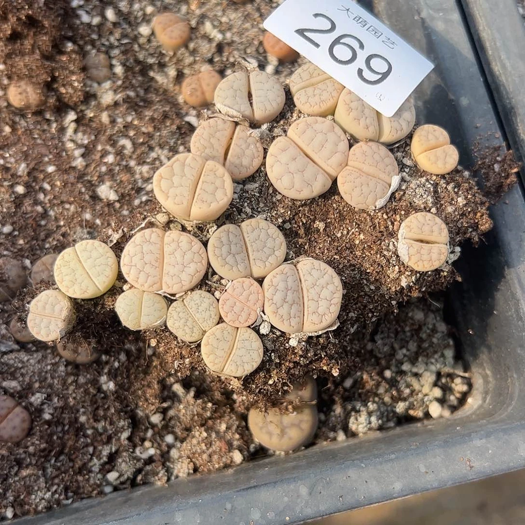 一物一拍带盆土发。   269