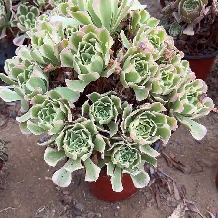 多肉植物法师白凤18