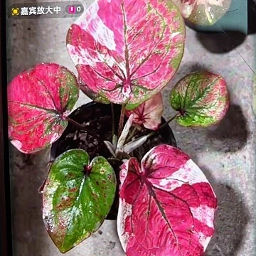 7-0623彩叶芋泰国发货多肉