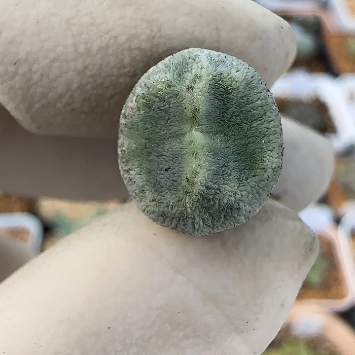 889绿豆糕绿豆糕10043