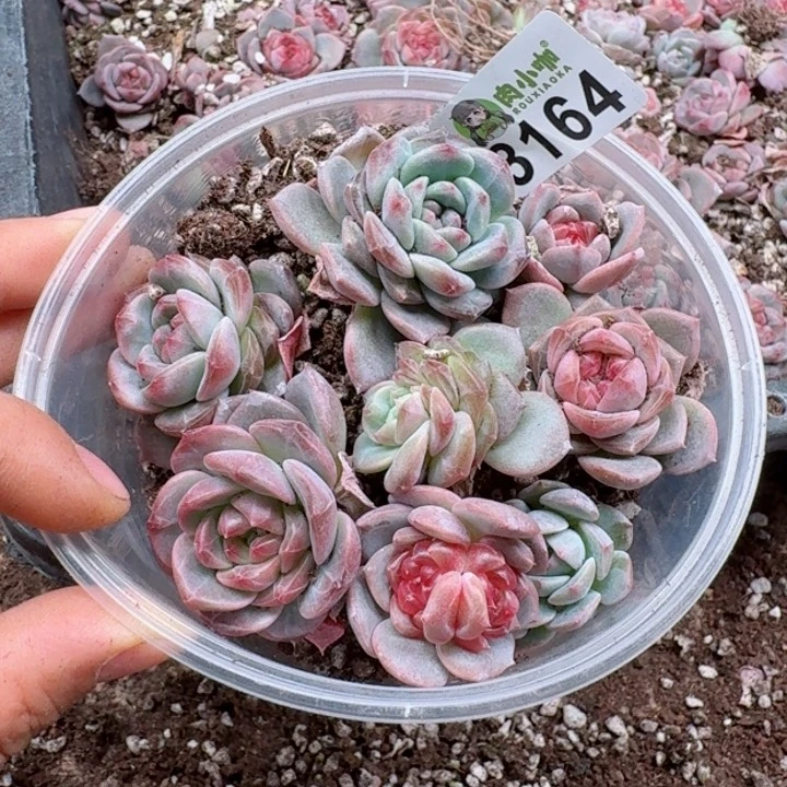 多肉植物多肉植物