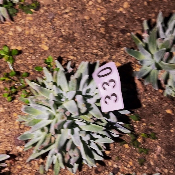 330白菊多肉植物处理不售后