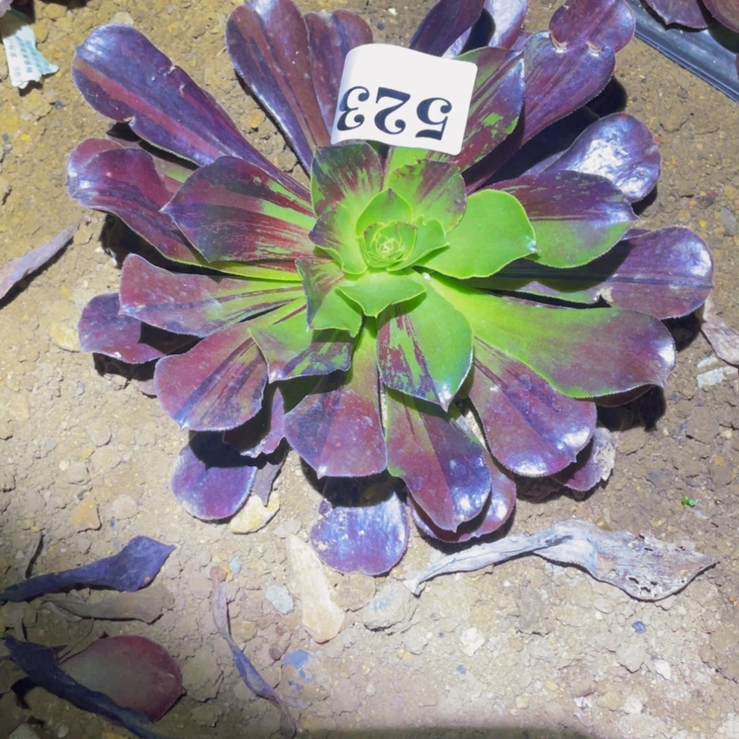 欧若拉多肉植物多肉植物523