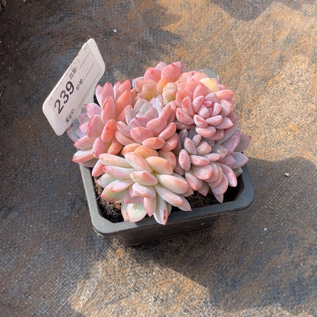 眠***冬美人系多肉植物239