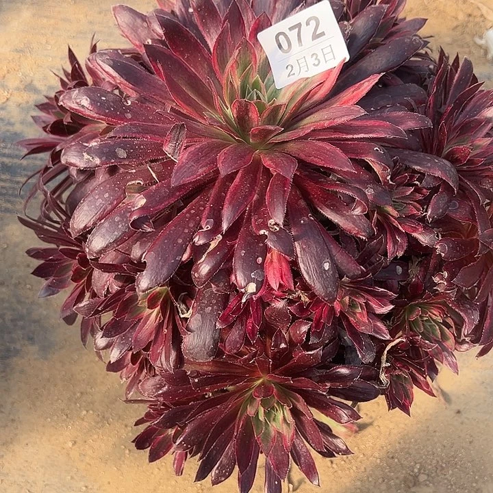 2.3-72孔雀锦多肉