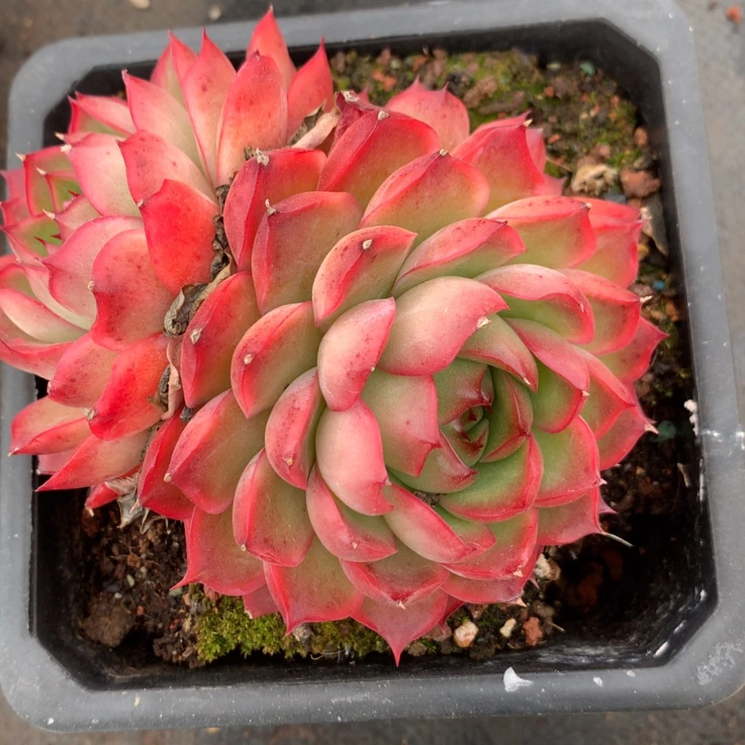 2083杂交精品基地12厘米