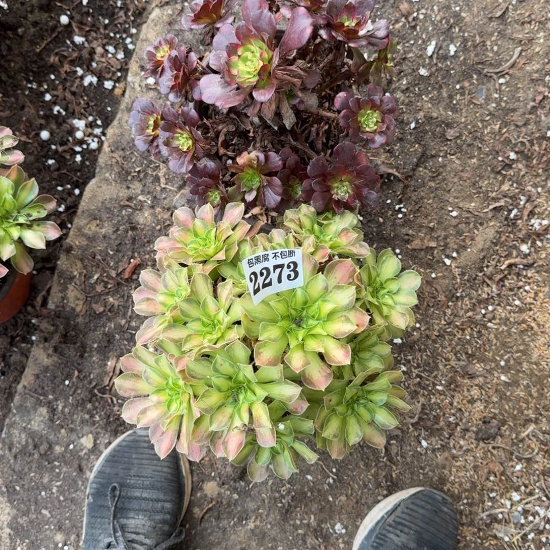 19-17法师韶华 美肌2273