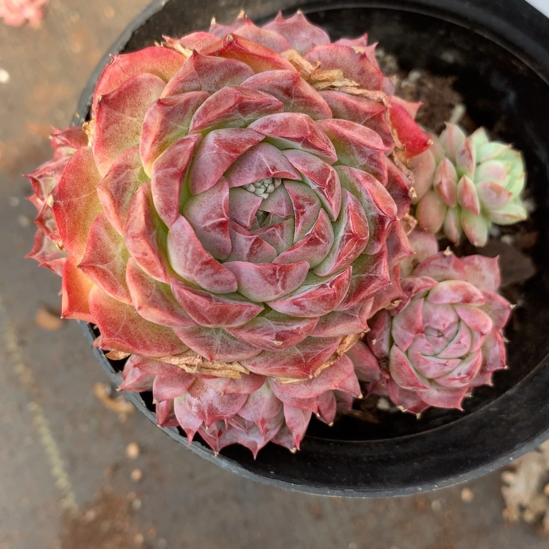 乔*板257杂交精品基地9厘米