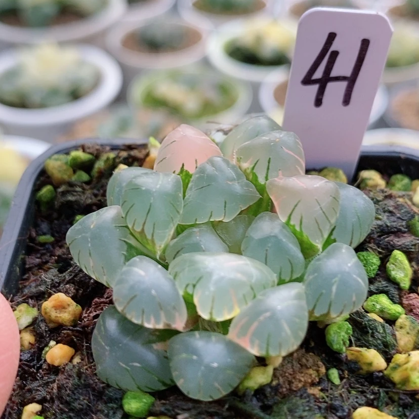 【闪购商品】41玉露锦