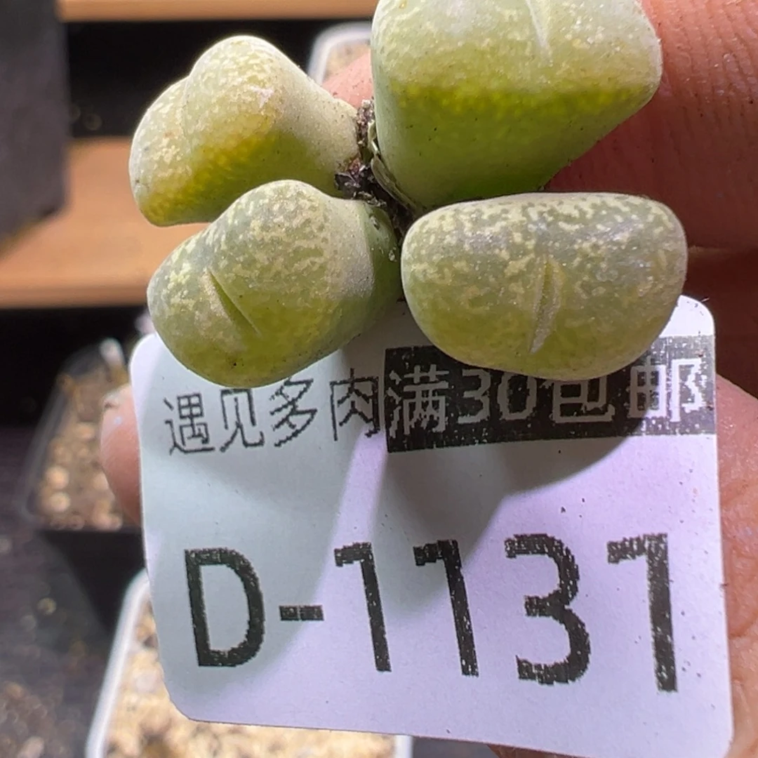 多肉植物111111111111