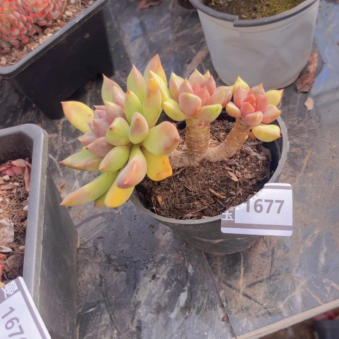 红象牙多肉植物1677