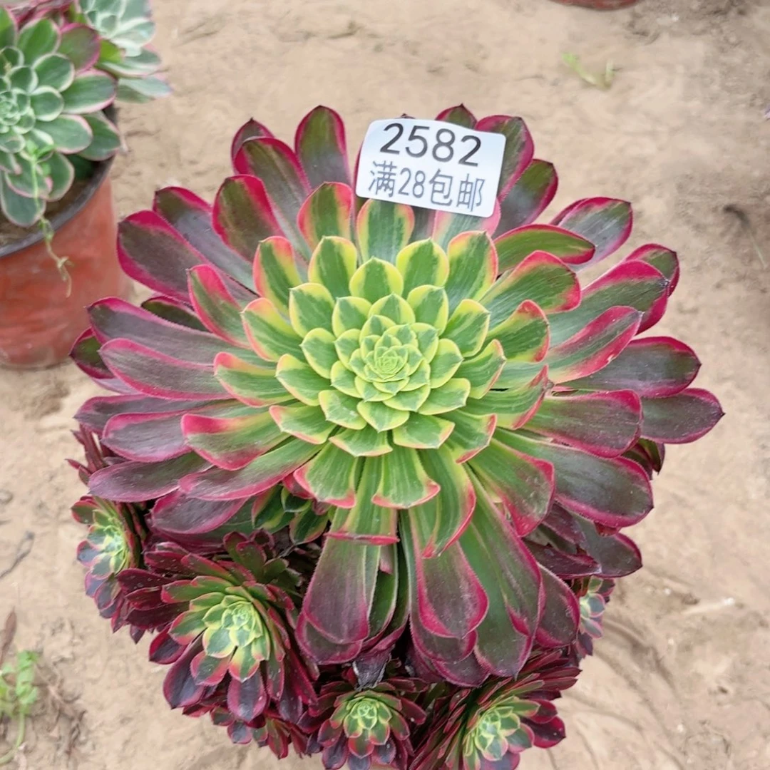 2582朝霞多肉1111111