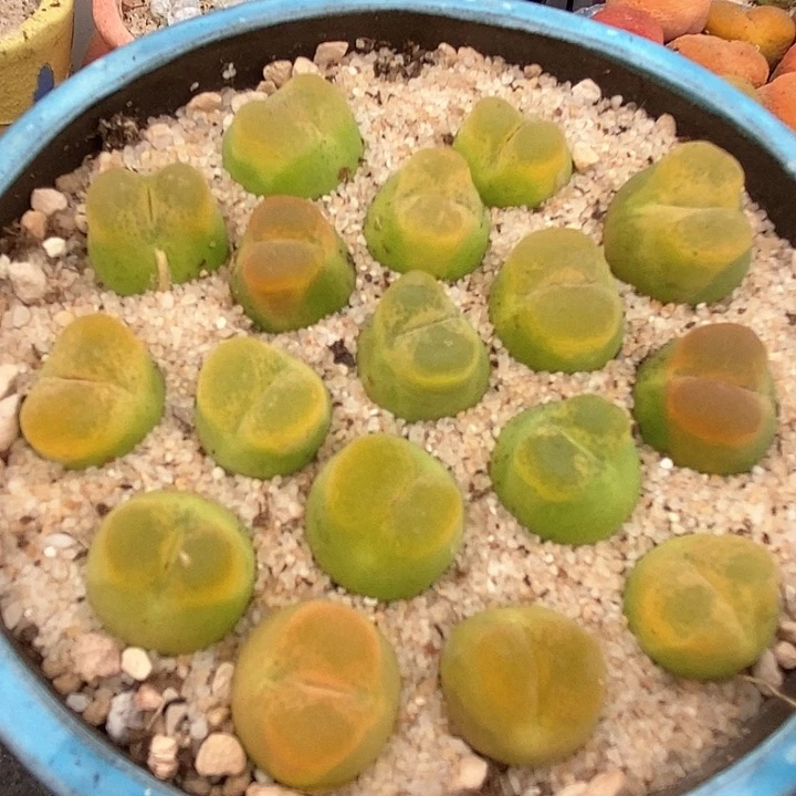 拉登杂一颗