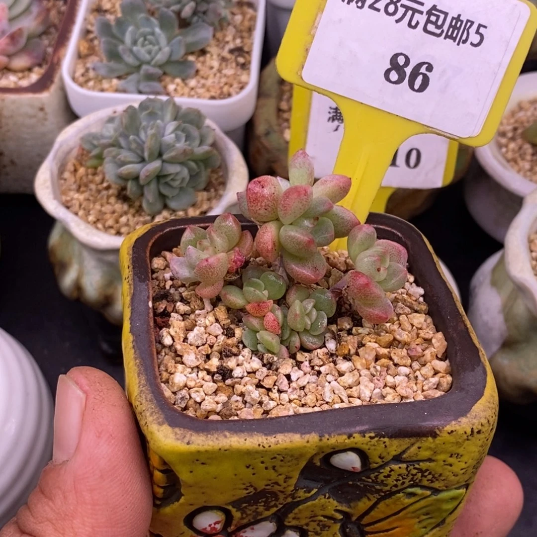 586冰玉小树8头多肉