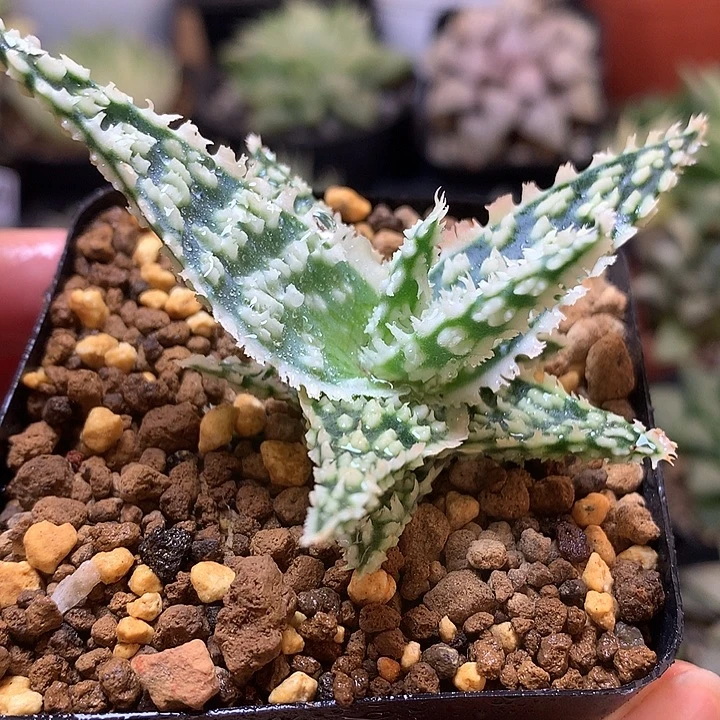 实生园艺芦荟带盆土发货looo