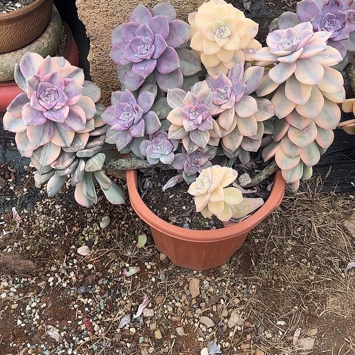 ，***子紫乐锦大群，一物一拍