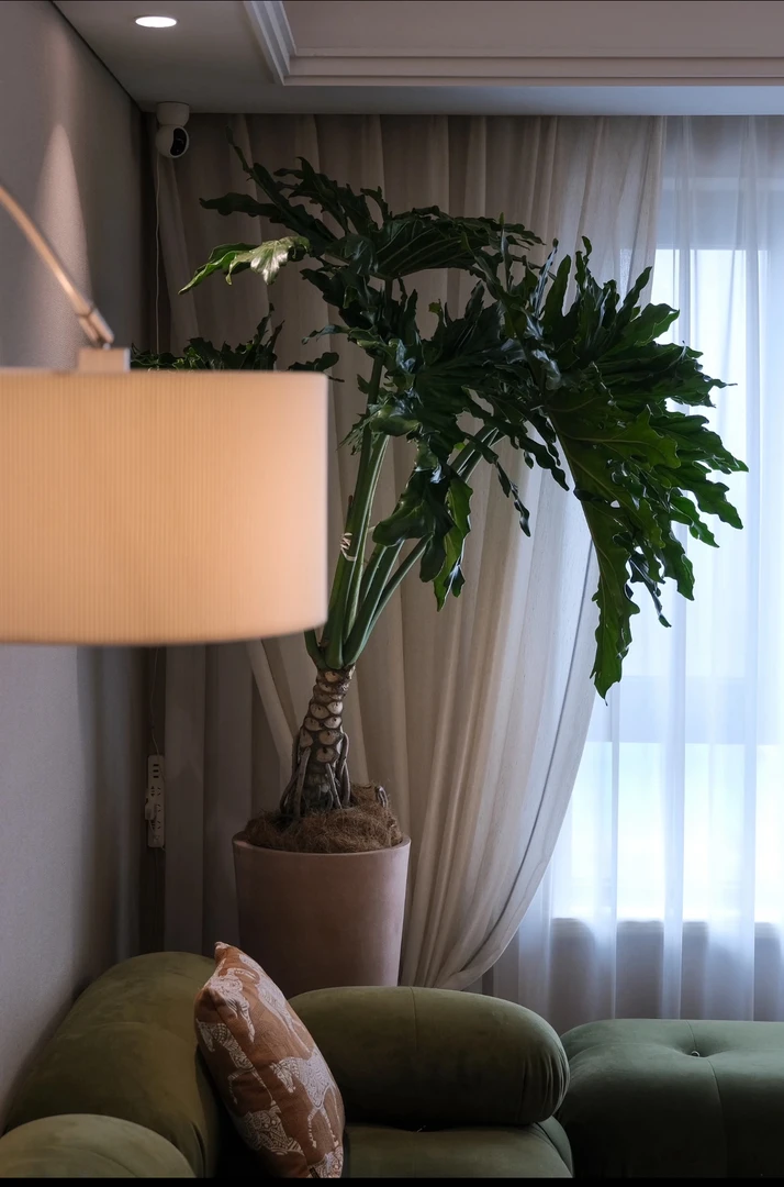 老桩龙鳞春羽绿植大型盆栽办公室观叶室内客厅大植物净化空气好养