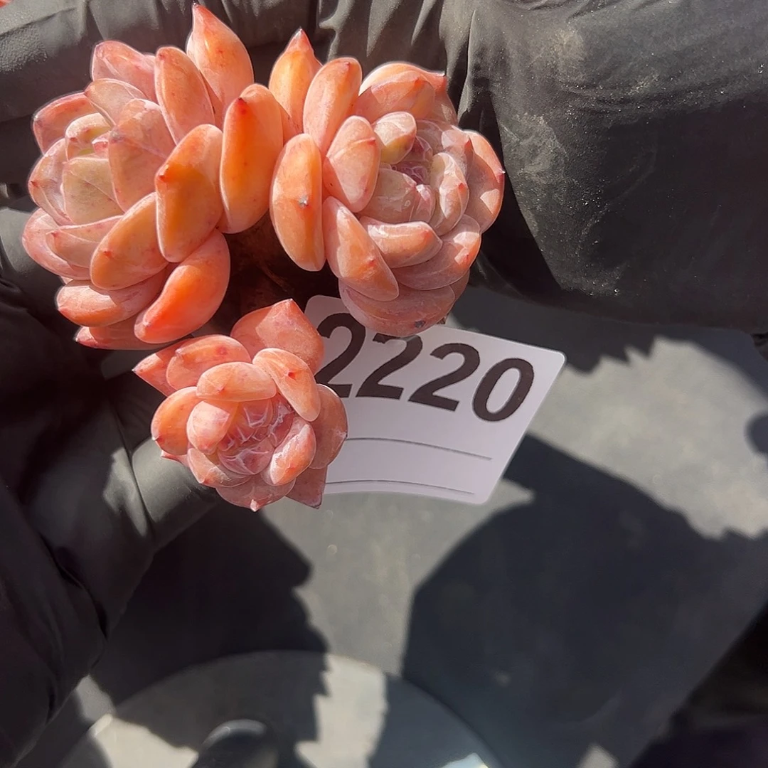 小***一2220，三头星影带盆发的