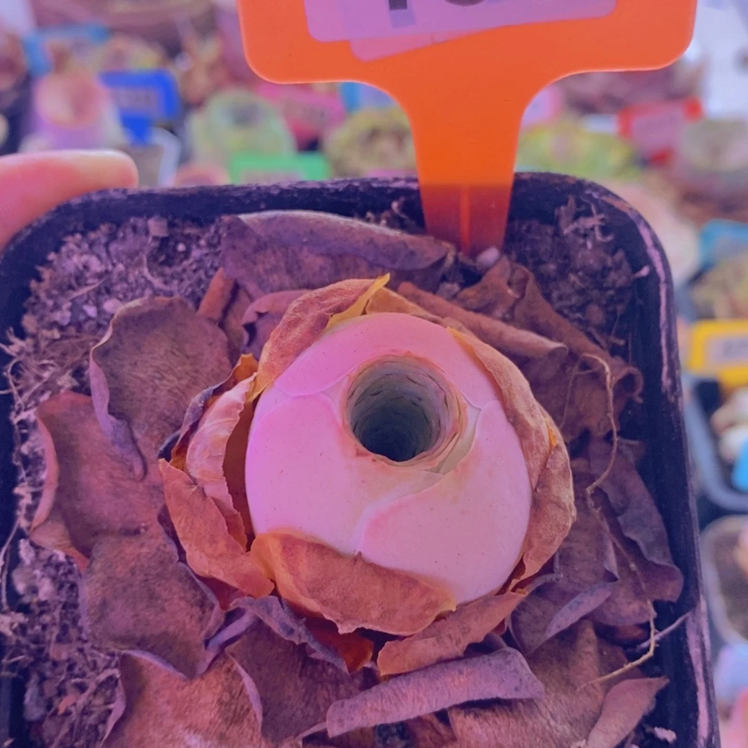 山地玫瑰一物一拍西谚180