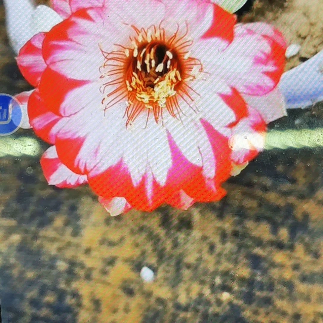 炫彩丽花无根侧牙20包邮5
