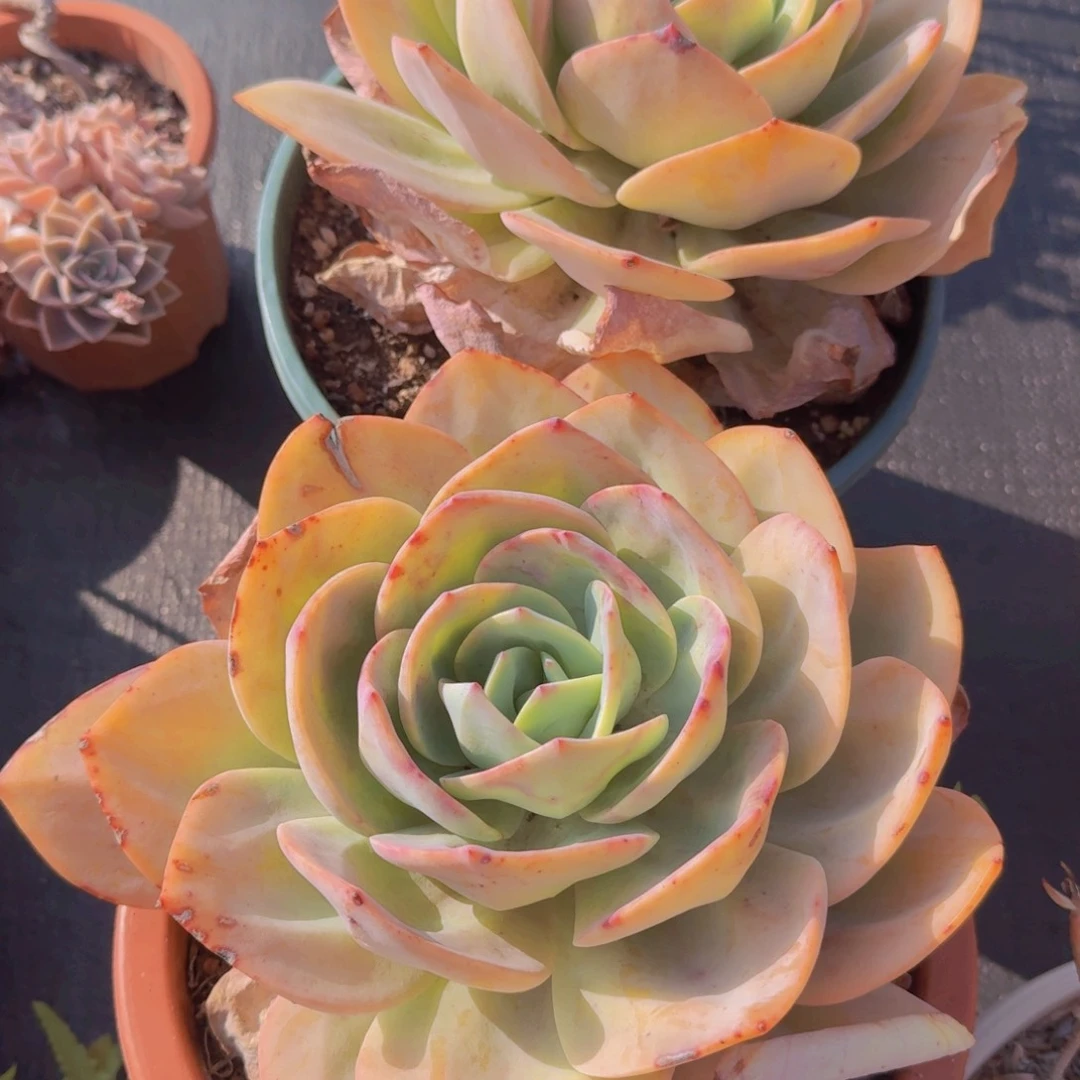 南***娘南方姑娘白凤凡艺多肉