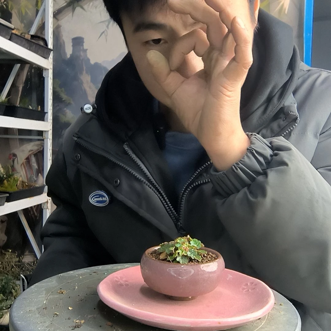 油****儿小盆景小植物一物一拍5