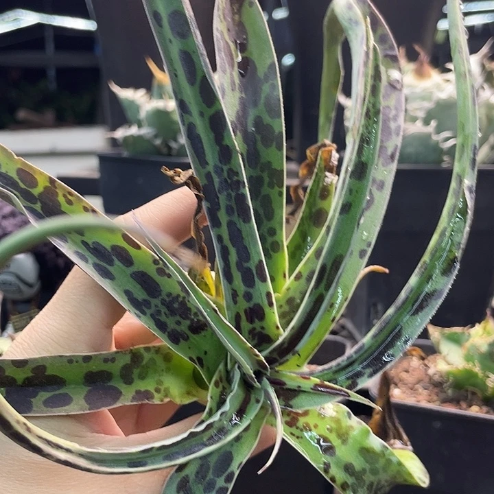 巧克力碎片888888888888888