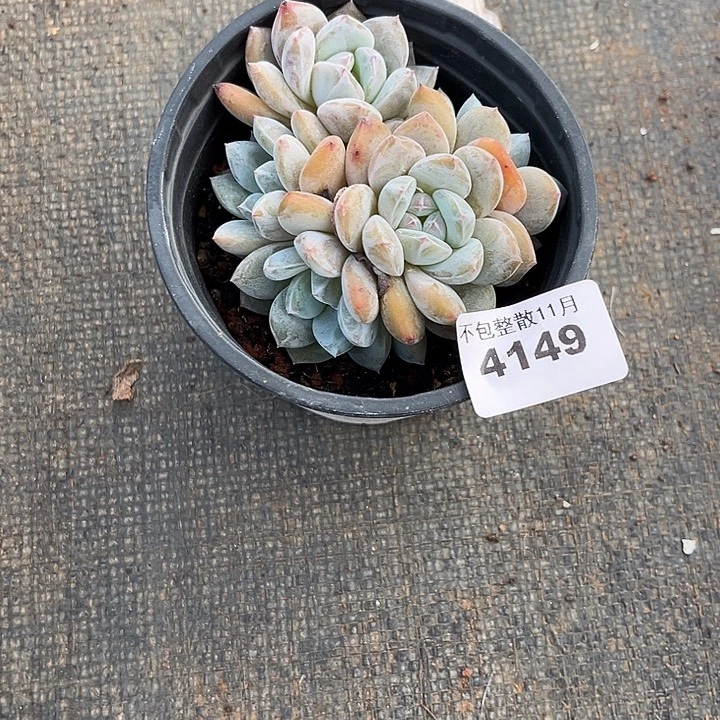 阿雅园艺。       4149
