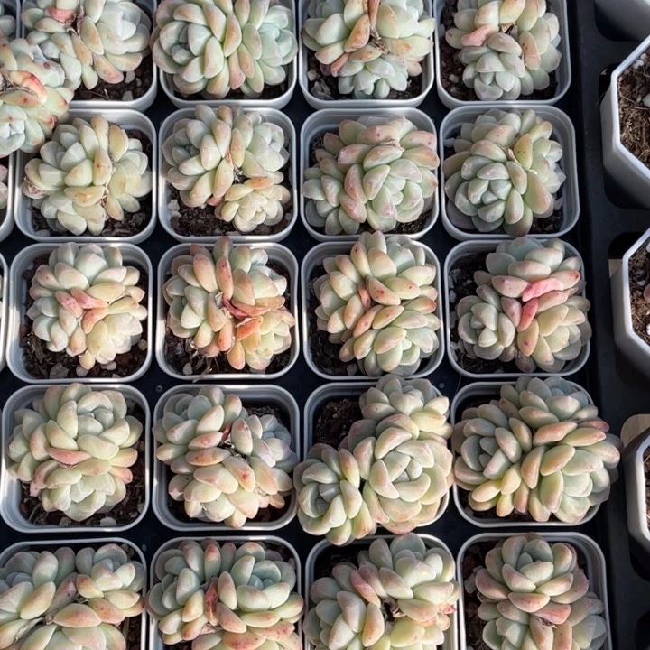 奶油冰玉3头一颗冠幅4-5厘米20包邮新疆西藏不发