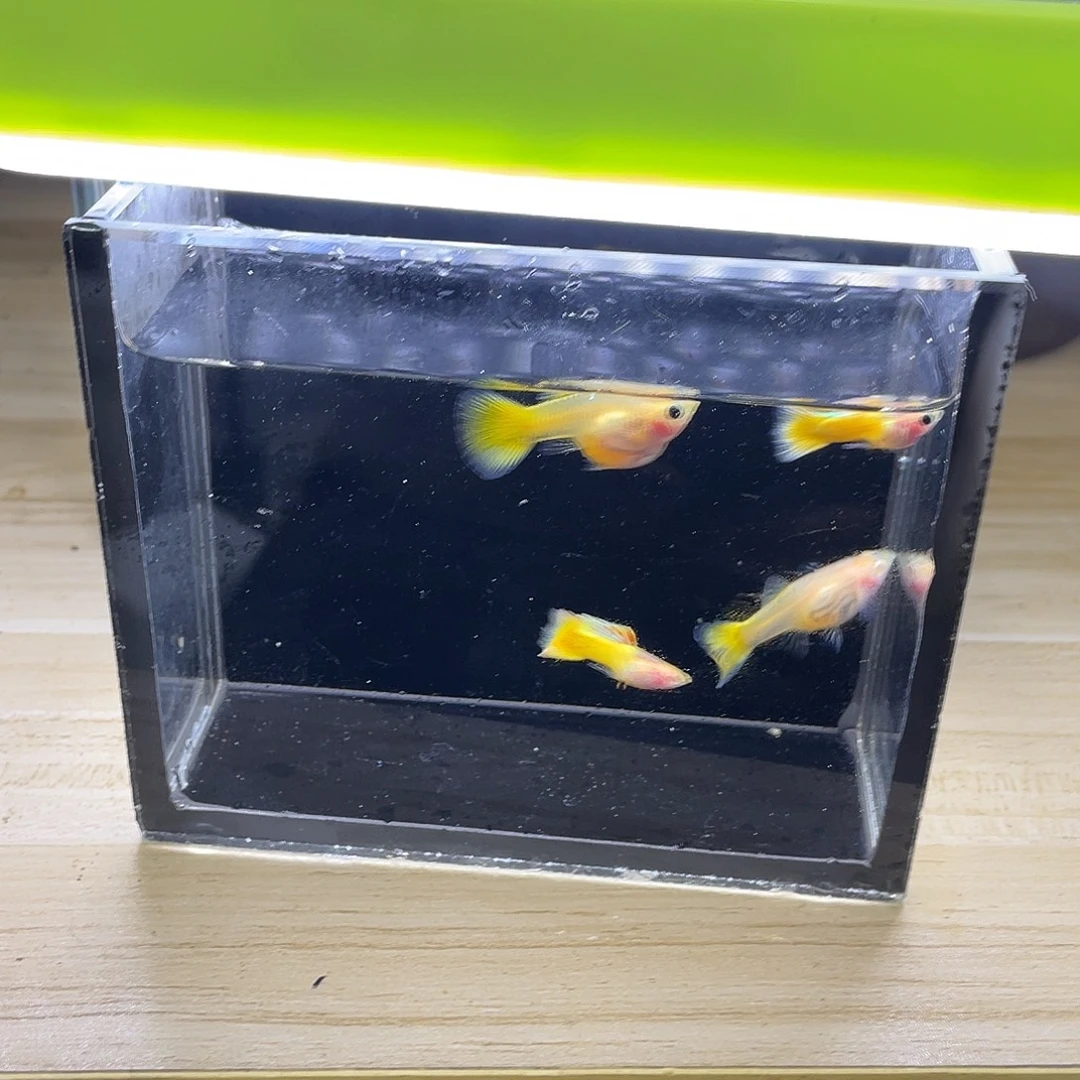 孔雀鱼孔雀鱼一物一拍直播间