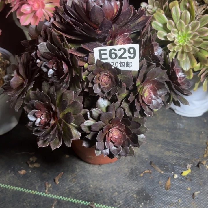 依*?瑞妈一物一拍629