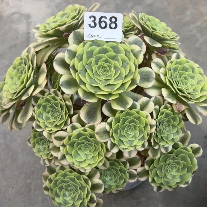 368绿豆沙30厘米左右