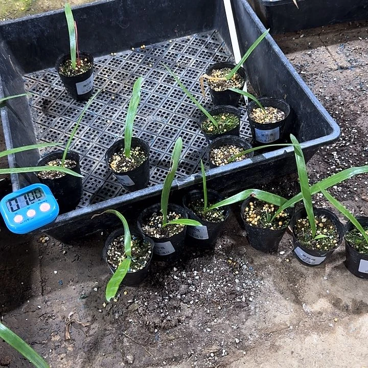 无花朵山**秀黄玫