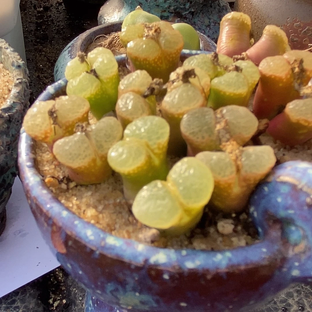 双头粉樱风铃1颗。