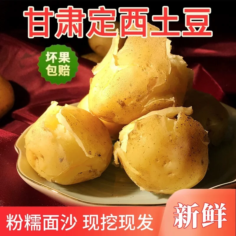 甘肃沙面土豆 老品种 粉糯 沙地种植