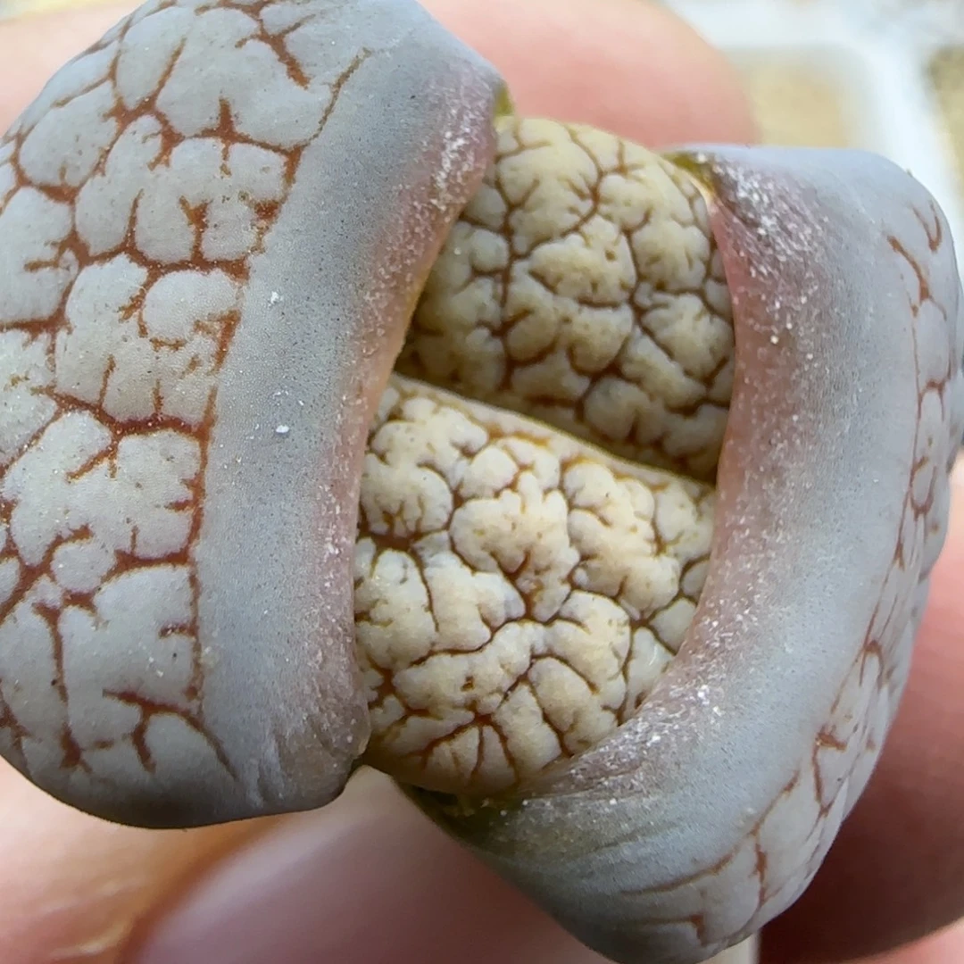 荒清框福利30包邮