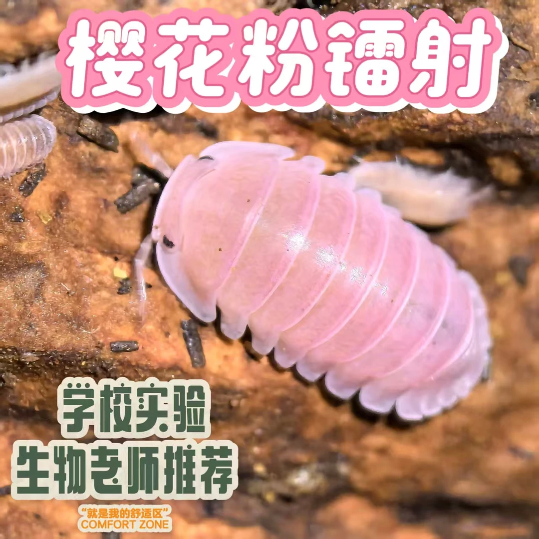 保温发货批发熊猫鼠妇粉色西瓜虫潮虫人工活体宠物学生学校实验
