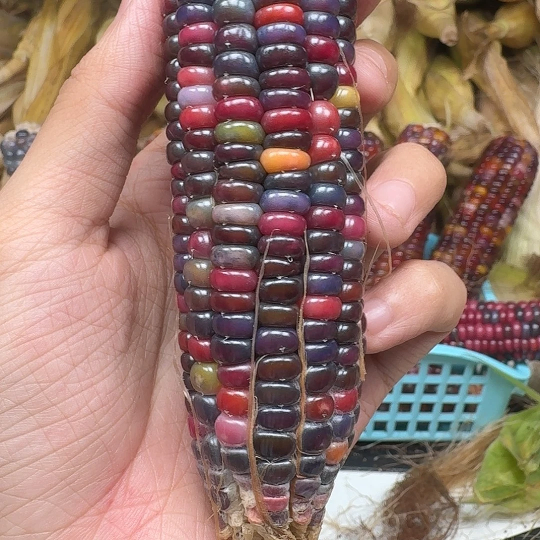 婓****大叶紫檀（黑酸枝木类）